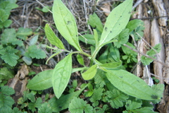 Asperugo procumbens