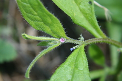 Asperugo procumbens