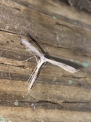 Hellinsia homodactylus