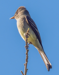 Myiarchus tyrannulus