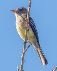 Myiarchus tyrannulus