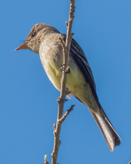 Myiarchus tyrannulus