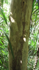 Terminalia oblonga