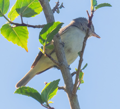 Myiarchus tyrannulus