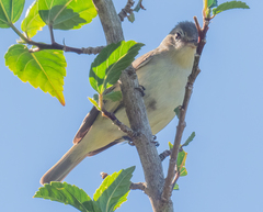 Myiarchus tyrannulus