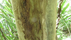 Terminalia oblonga