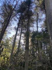 Chamaecyparis thyoides