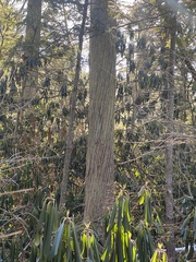 Chamaecyparis thyoides