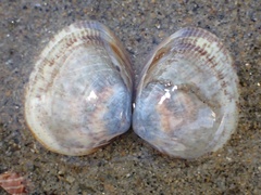 Laevicardium substriatum