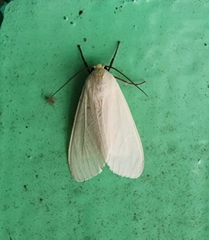 Pareuchaetes pseudoinsulata