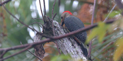 Melanerpes aurifrons