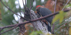 Melanerpes aurifrons