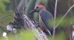 Melanerpes aurifrons