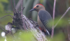 Melanerpes aurifrons