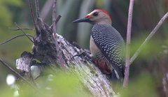 Melanerpes aurifrons