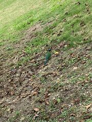 Momotus subrufescens