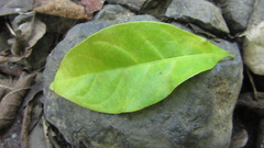 Terminalia oblonga