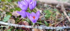 Crocus laevigatus