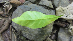 Terminalia oblonga