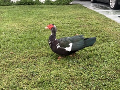 Cairina moschata domestica