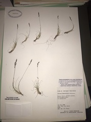 Festuca brachyphylla brachyphylla