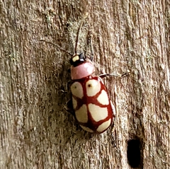Omophoita magniguttis