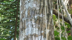 Sapium glandulosum