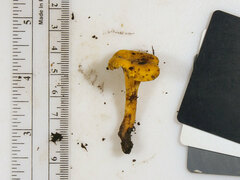 Cantharellus chicagoensis