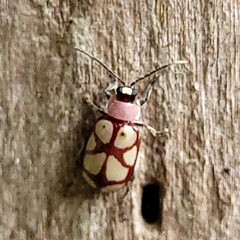 Omophoita magniguttis