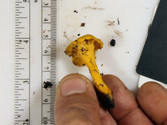 Cantharellus chicagoensis
