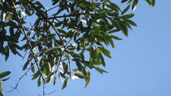 Sapium glandulosum