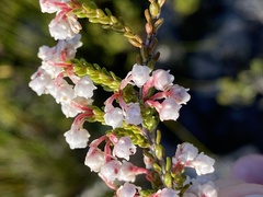 Erica spectabilis