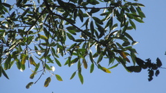 Sapium glandulosum