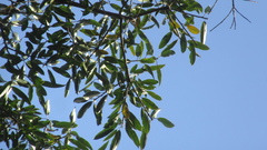 Sapium glandulosum