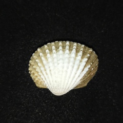Tegillarca granosa