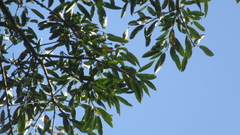 Sapium glandulosum