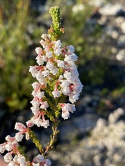 Erica spectabilis
