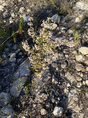 Erica spectabilis