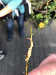 Geonemertes pelaensis