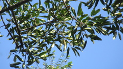 Sapium glandulosum