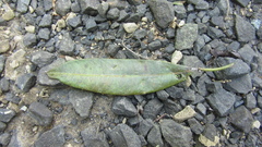 Sapium glandulosum