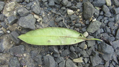 Sapium glandulosum
