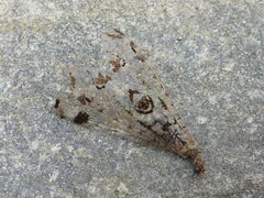 Dendroleon pantherinus