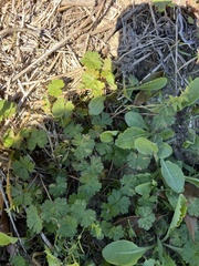 Modiola caroliniana