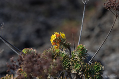 Aeonium spathulatum