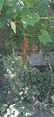 Mucuna pruriens