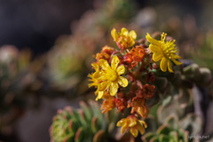 Aeonium spathulatum