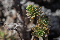 Aeonium spathulatum