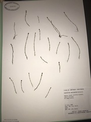 Equisetum variegatum