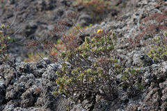 Aeonium spathulatum